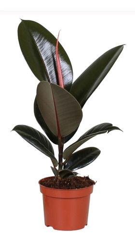 Gomero Negro Ficus Elastica