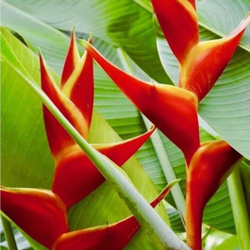 Muda Heliconia Bihai - 30cm (1 Muda) Pássaro-de-fogo