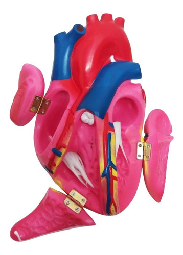 Modelo Anatómico De Corazón Mediano