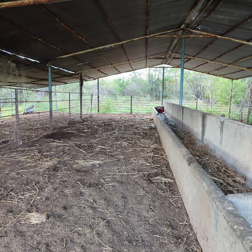 Venta/ Finca / 1060 Has/ Altagracia De Orituco- Guárico