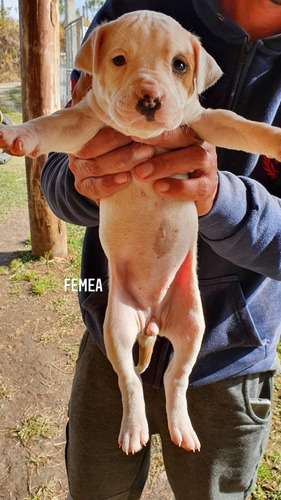 Imagem 1 de 5 de Filhote Pitbull