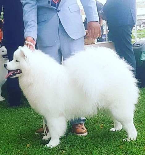 Samoyedo Con Pedigrí Y Microchip 