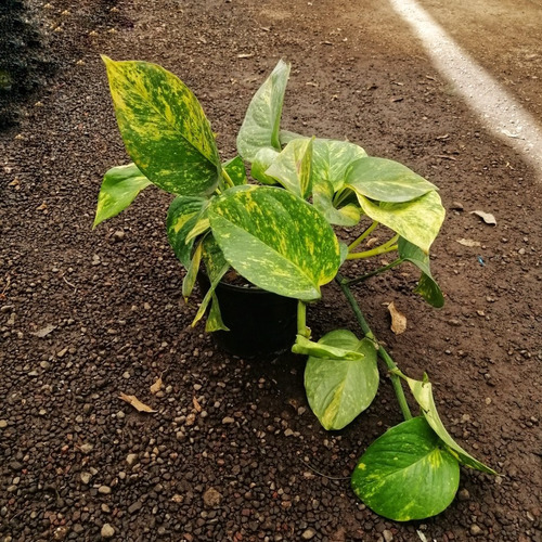 2 Plantas Teléfono Envío Todo México