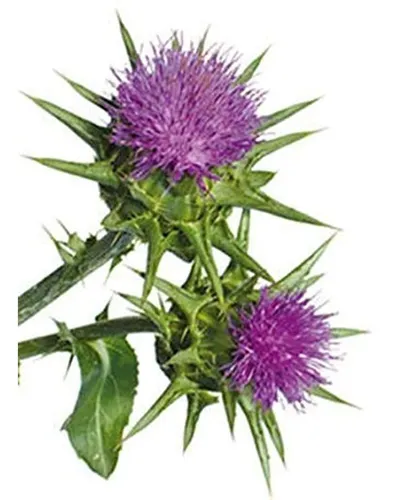 Cardo Mariano Semillas Polvo 16oz 1 Lb (silybum Marianum)