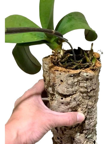 Tronco Oco Orquídea Planta Terrário Vaso Decoração 4 Unidade
