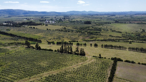 Imagen 10 de 20 de Chacras Financiadas En Pan De Azúcar. Terra Oliva