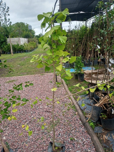Imagen 3 de 10 de Arbol Ginkgo Biloba Excelente - Viverohabilitado X Senasa