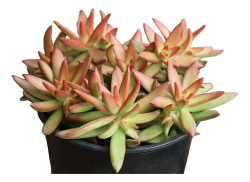 Suculenta Sedum Adolphii Firestorm ( Siempre Vivas )