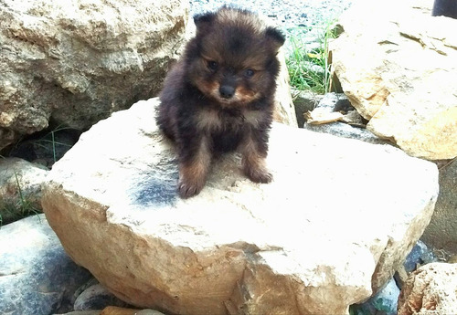 Cachorro Pomerania *** Remato***