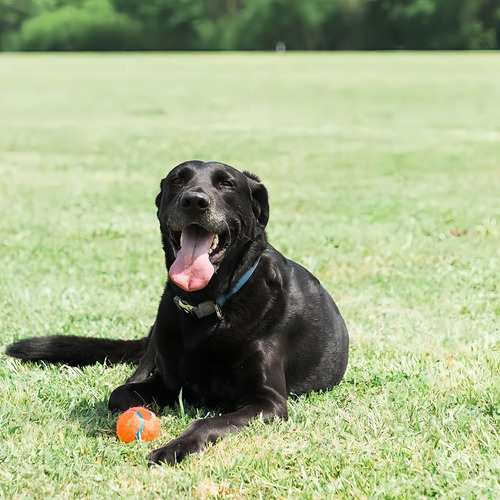 Pelota de tenis Chuckit P, paquete de 2