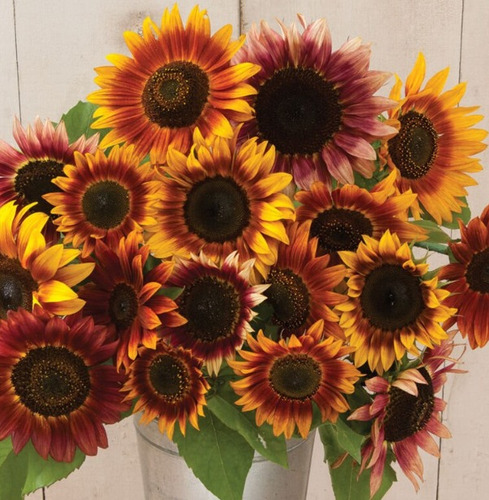 50 Semillas De Girasol Belleza De Otoño Surtido