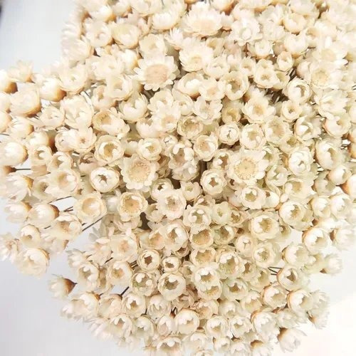 Imagem 3 de 3 de Sempre Viva Florzinha Branca I Flores Desidratadas