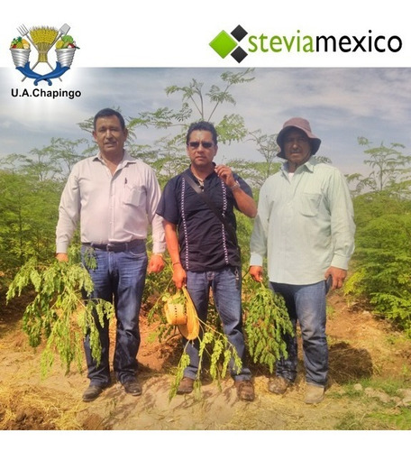 1,000 Semillas De Moringa Organica --envío Gratis--