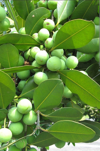 No Semilla Guanandi Calophillum Santa Maria Vih Envio Gratis