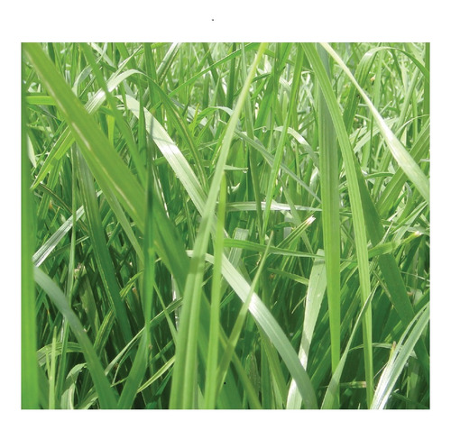 Semilla Forrajes Pastos Ryegrass Ibex Clima Frío 4 Lb