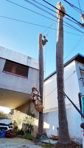 Poda De Arboles Tala Extracciones Palmera Whatsap 1528694955