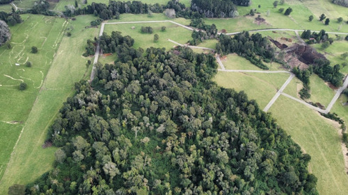 Hermosa Parcela Bosque Nativo Entre Lagos Puyehue Y Rupanco