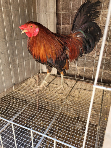 Gallos Muy Finos