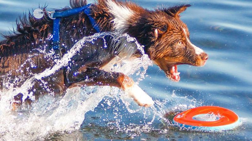 Imagem 3 de 9 de Brinquedo Cachorro Disco Frisbee Zipflight M Laranja Chuckit