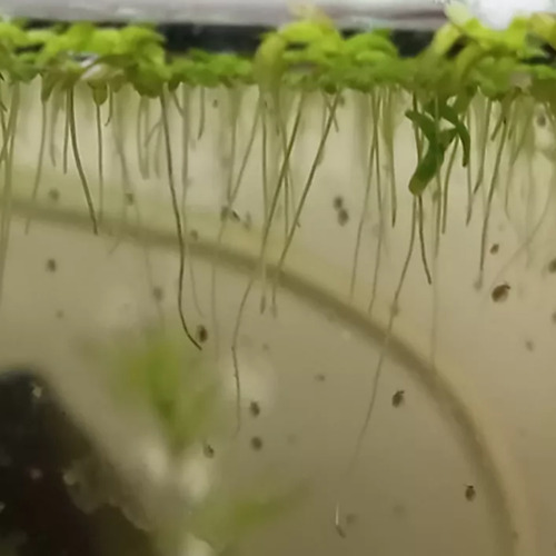 Start Daphnia Moina
