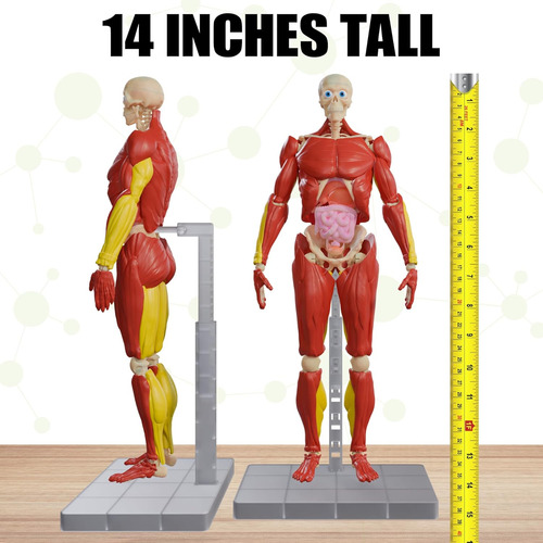 ¡sé Increíble! Toys Cuerpo Humano Interactivo - Figura De An