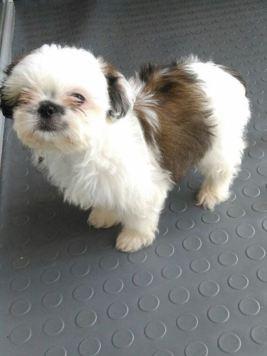 Shihtzu Puros Miniaturas Precio 350