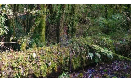 Se Vende Hermosa Parcela De Agrado- Pto. Varas