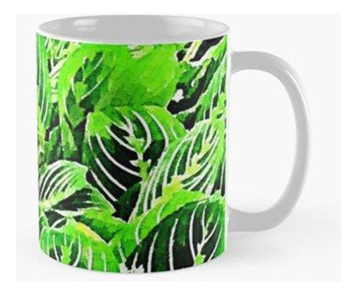 Taza Plantas De Interior - Maranta Leuconeura Calidad Premiu