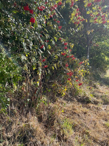 Parcela En Venta Pucón