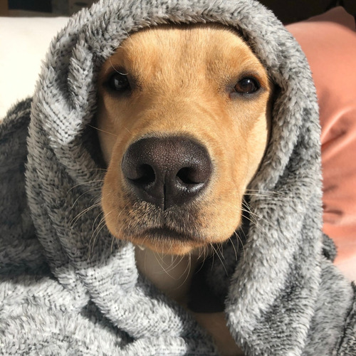 Manta Corderito Perros Y Gatos. Gris Jaspeado. Simple Pet