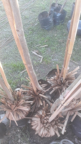 Imagen 11 de 11 de Arbol Lapacho Amarillo O Blanco 2.0 Mts..e.gratiscaba/gba