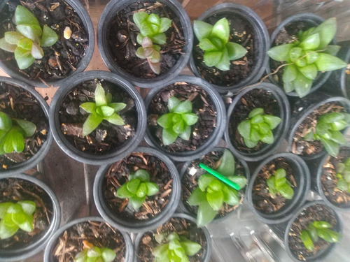 Haworthias X 12