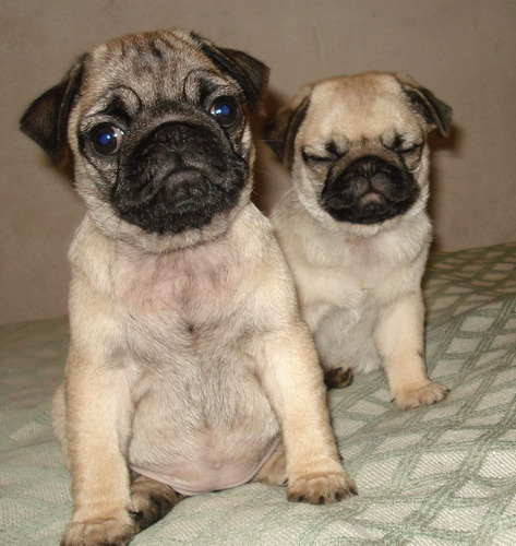  Hermosos Cachorros De Pug Con Pedigre Fca, Estudio Pde N/n.