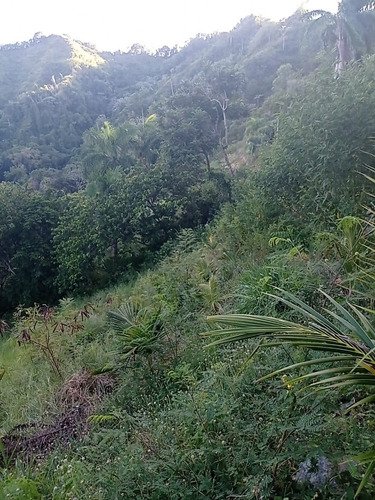 1504- Finca En Gaspar Hernández
