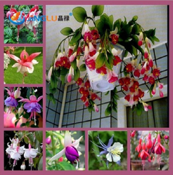 Sementes De Plantas Begonia | MercadoLivre 📦