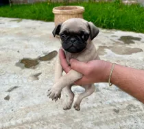 Comprar Hermosos Cachorros Pug Carlinos, Vacunados, Desparasitados