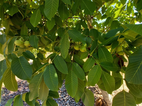Imagen 12 de 13 de Vendo Hermosa Finca En Tupungato, Mendoza