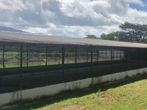 Imagen 4 de 19 de Vendo Granja Avícola Bejuma Dt