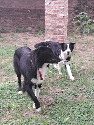 Borden Collie