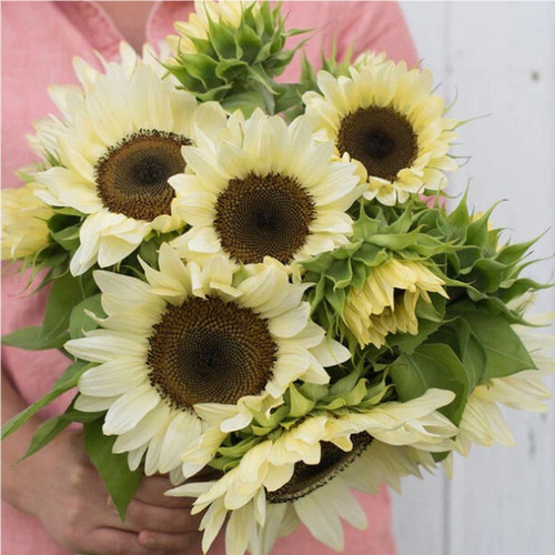 Semilla De Girasol Procut White Nite Centro Negro 5 Millares