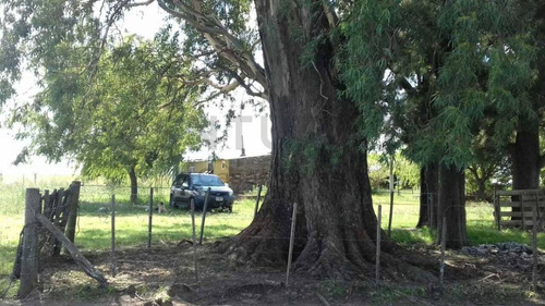 Imagen 5 de 15 de Venta Campo Mixto En Pergamino 27 Hectareas