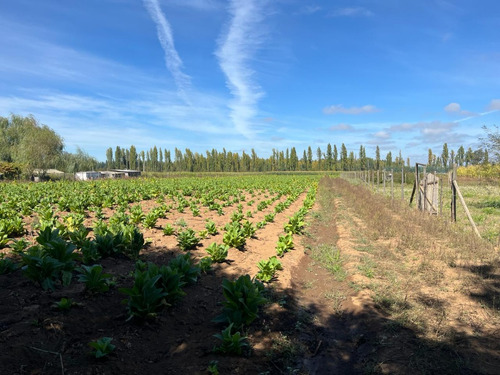 Gran Terreno Agricola, Sector Mesamavida