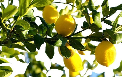 Combo Limon+naranja +5frutales . Viv.sol