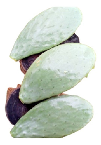 Penca / Esqueje Del Cactus Nopal - Pack De 5 - Comestible