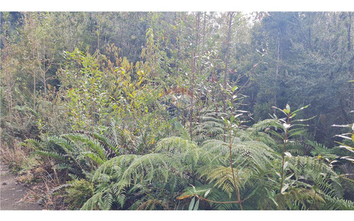 Parcela Con Bosque Nativo En Puerto Varas