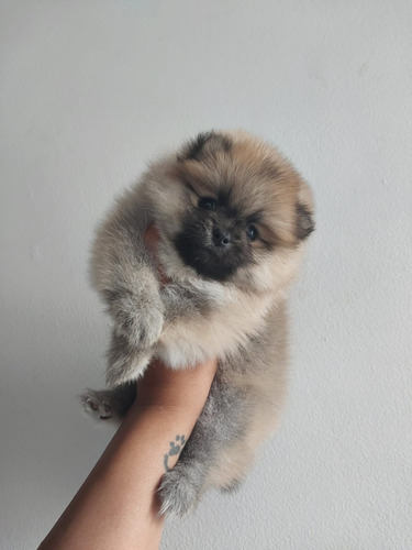 Adorable Pomerania Lulu