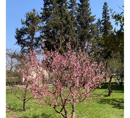 Campo Con Casa-galpones-riego-plantacion Trufas-corrales-maquinaria-muebles-oportunidad Única Para Invertir! Venta A Tranquera Cerrada.