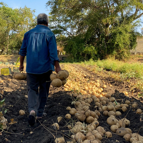 100 Gramos De Semilla De Jicama