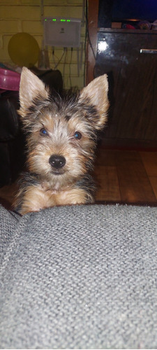 Yorkshire Terrier Cachorro