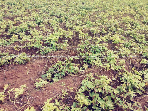 Imagem 5 de 8 de Área Rural Para Venda Em Mariana Pimentel, Boqueirão - 1208_1-1516489